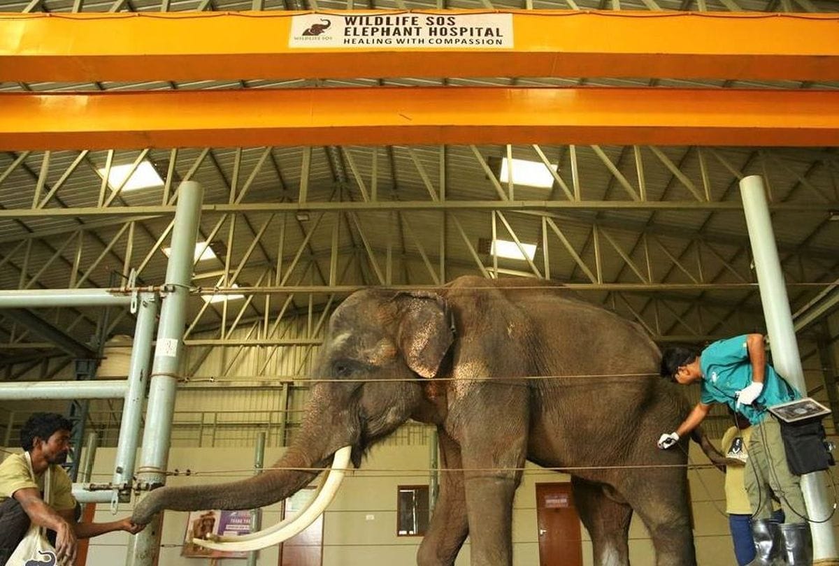 Elephant Hospital For Hydrotherapy Jumbo Pool Up News Agra
