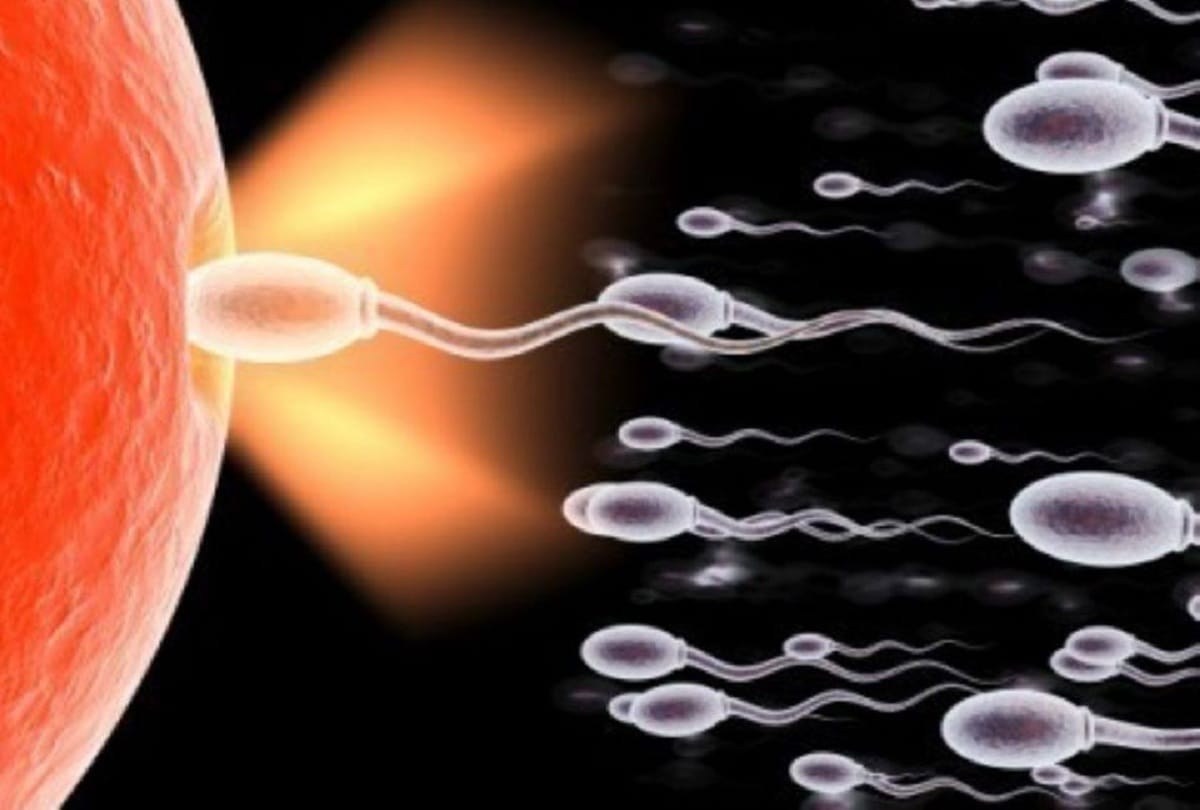 commercial surrogacy gang latest update news