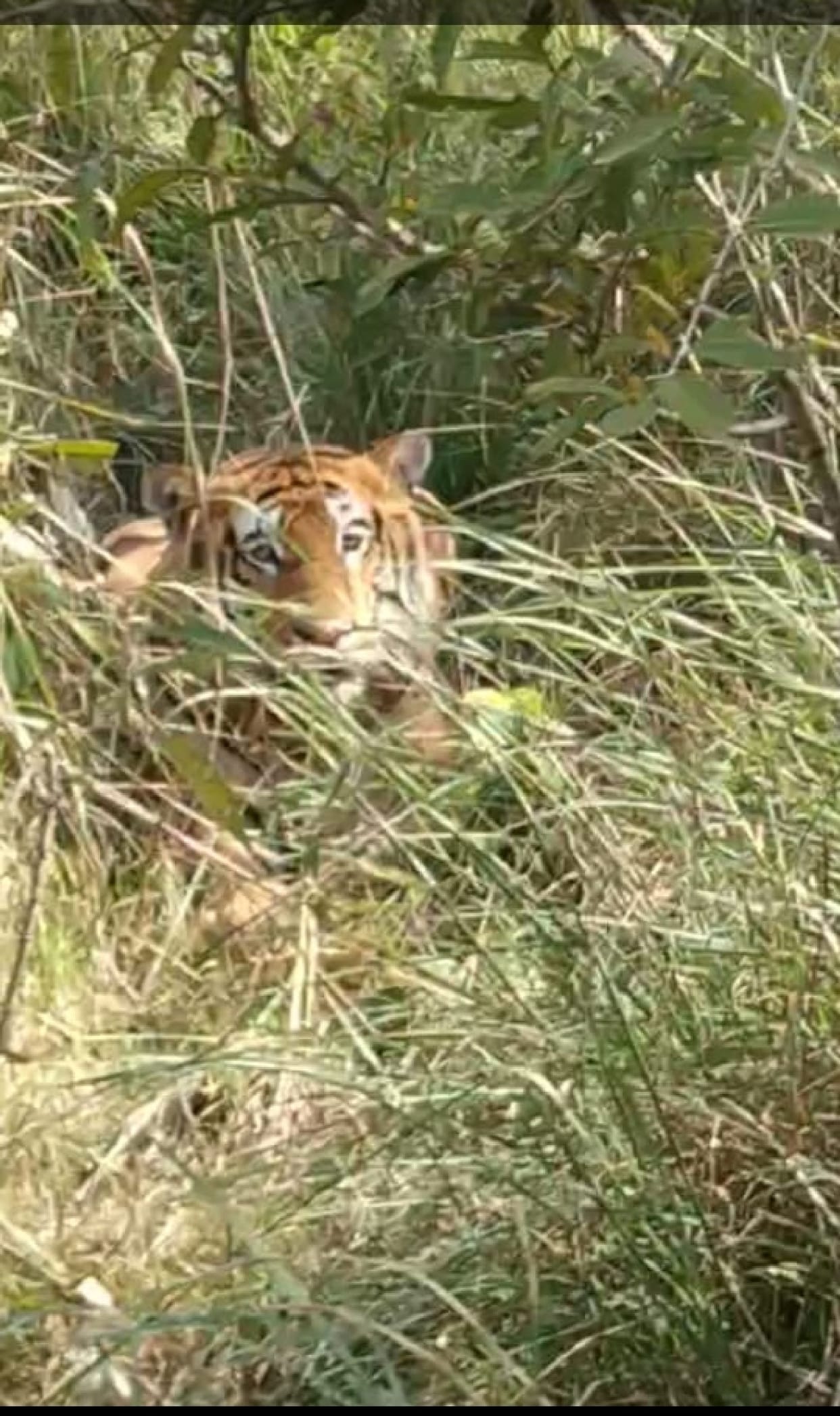 Tourist thrilled to see tiger on the banks of Gerua River
