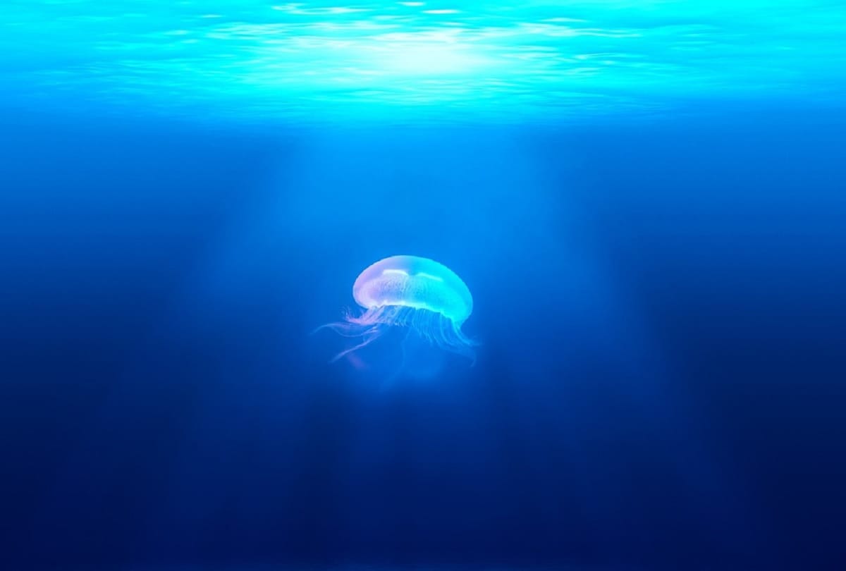 Worlds most mysterious creature Immortal Jellyfish who never dies