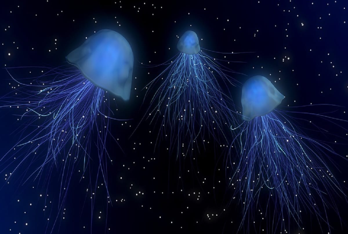 Worlds most mysterious creature Immortal Jellyfish who never dies