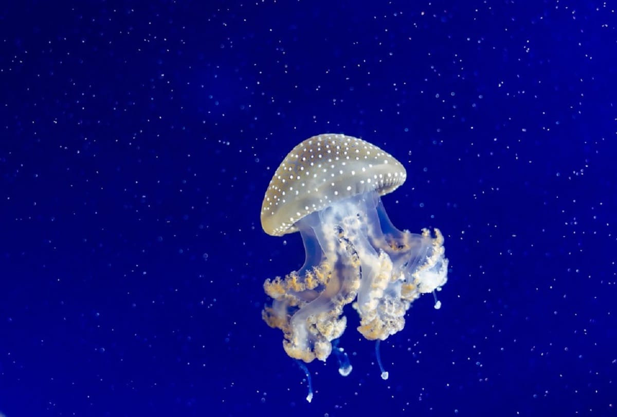 Worlds most mysterious creature Immortal Jellyfish who never dies