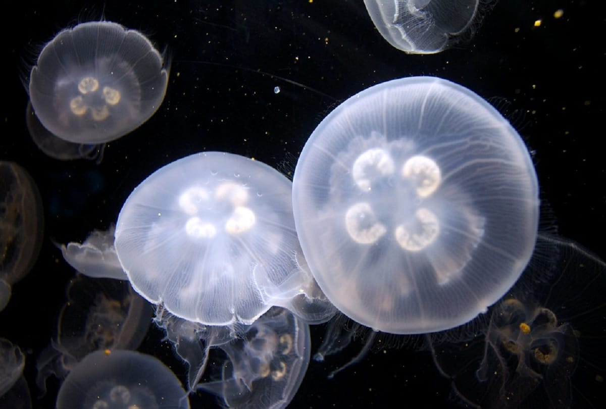Worlds most mysterious creature Immortal Jellyfish who never dies