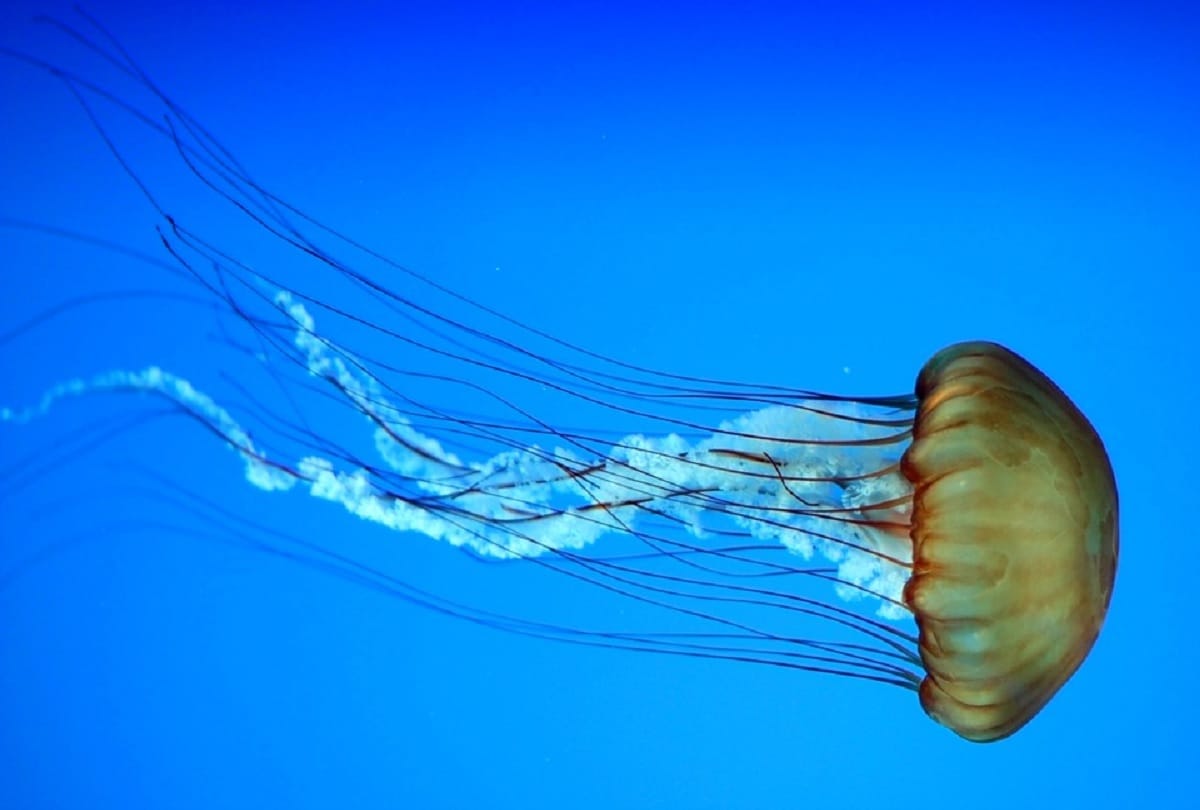 Worlds most mysterious creature Immortal Jellyfish who never dies