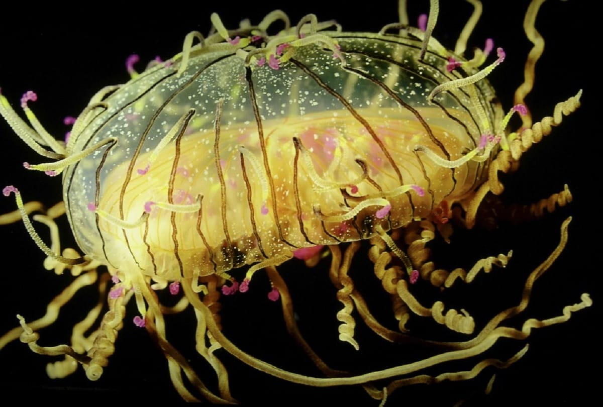 most mysterious creature in the world immortal jellyfish who never dies