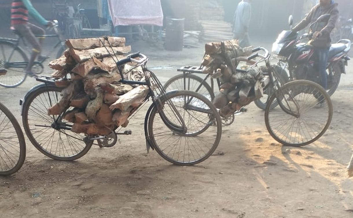 Illegal harvesting increased in forests with cold