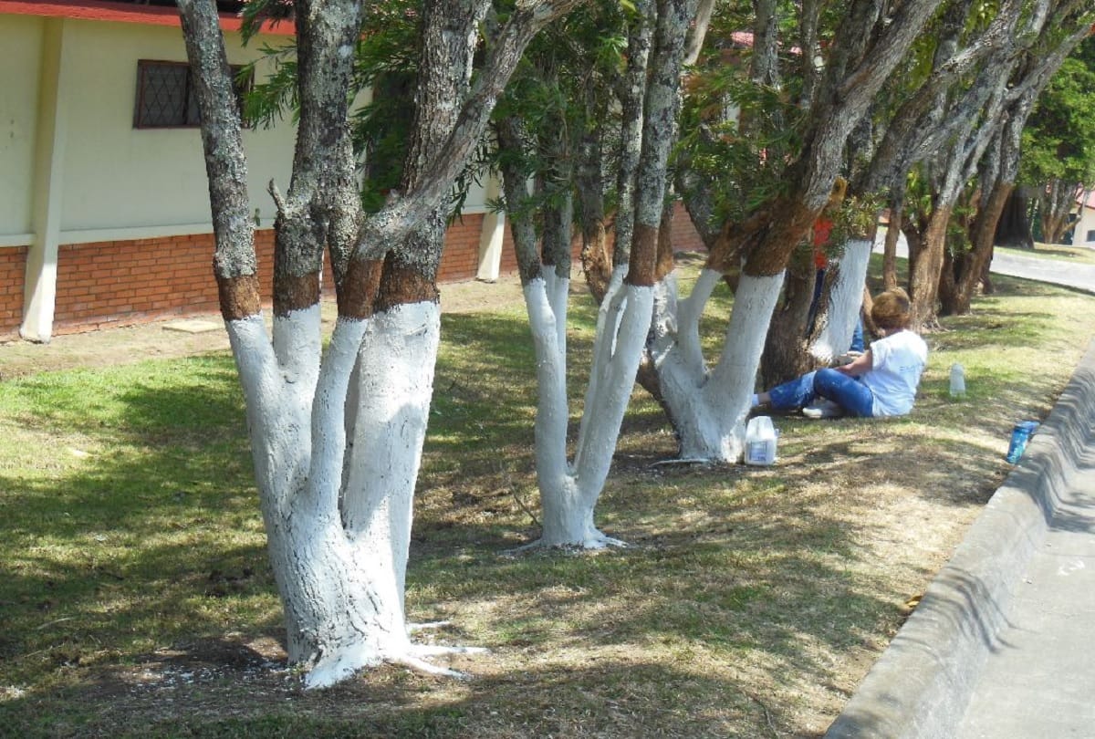 Why do people paint trees white and red know the Scientific reason about this