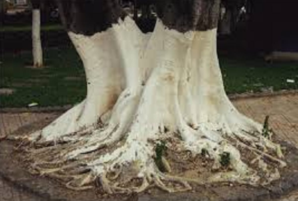Why do people paint trees white and red know the Scientific reason about this