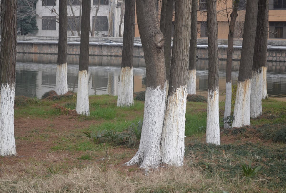 Why do people paint trees white and red know the Scientific reason about this