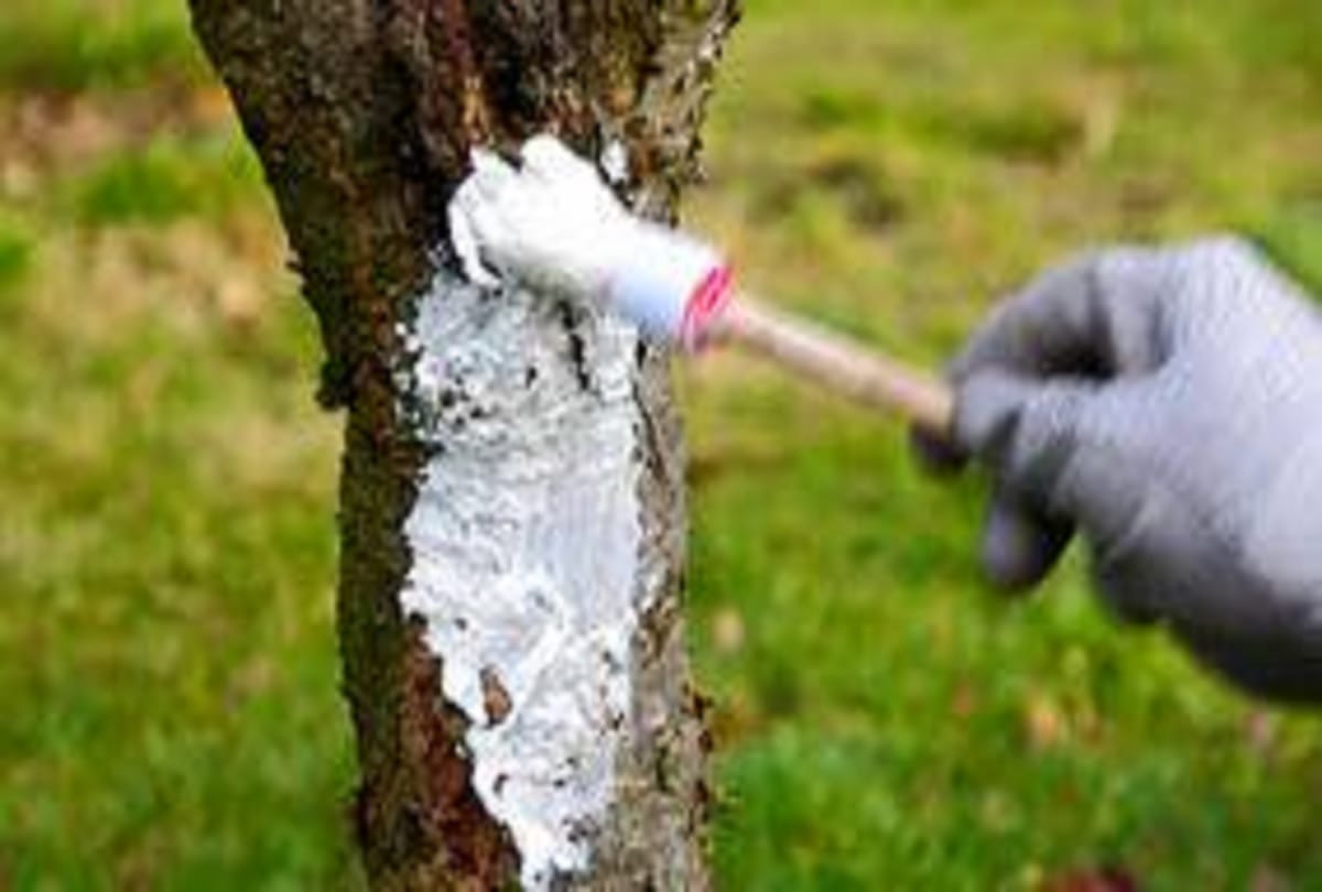 Why do people paint trees white and red know the Scientific reason about this