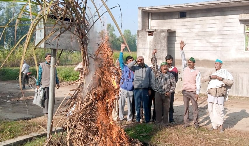 Farmers burn sugarcane Holi
