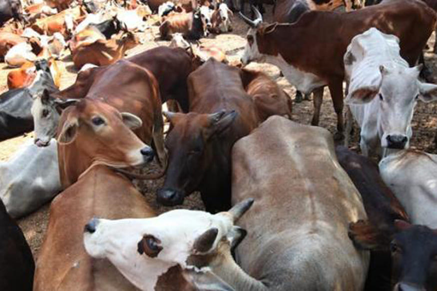 cow