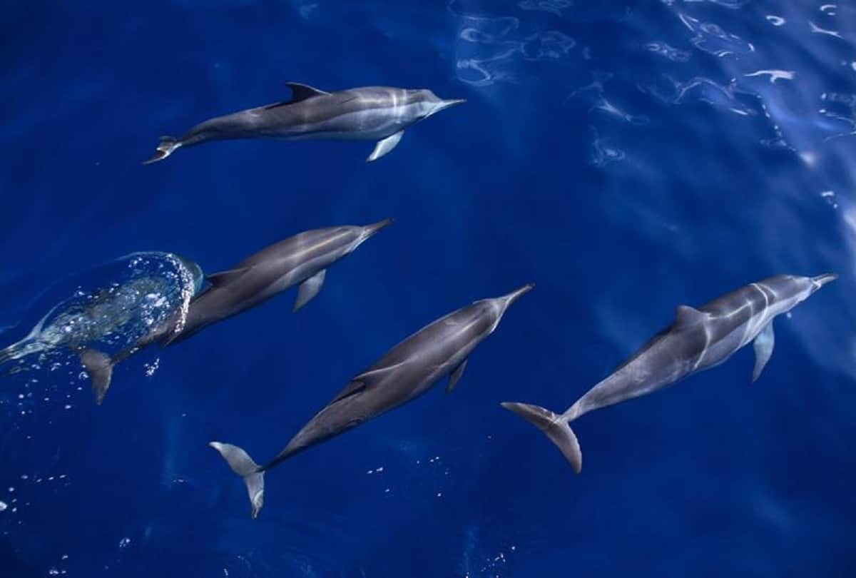 brazil fernando de noronha island  once used to be prison of merciless criminals