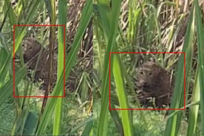 Leopard trapped in Muzaffarnagar, Guldar attack teenager in Bijnor