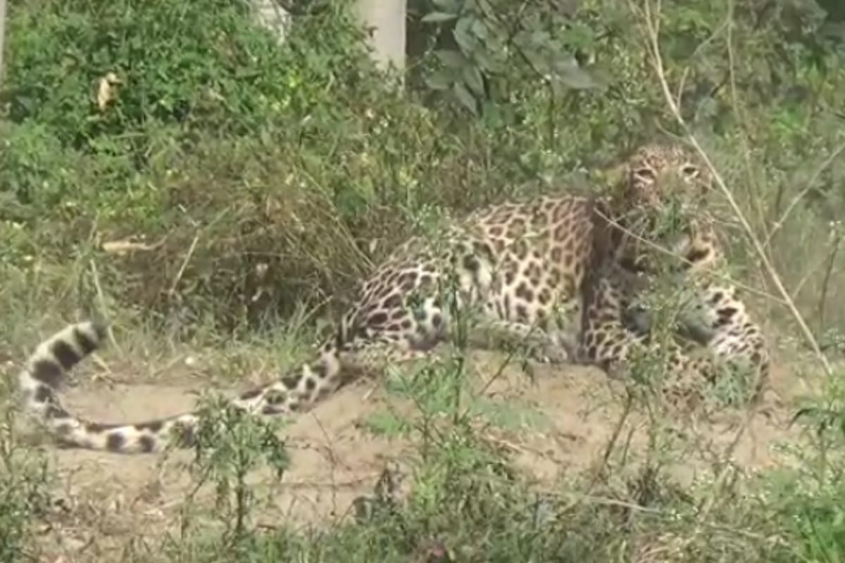 kids not going to school scared of leopard in kotdwar