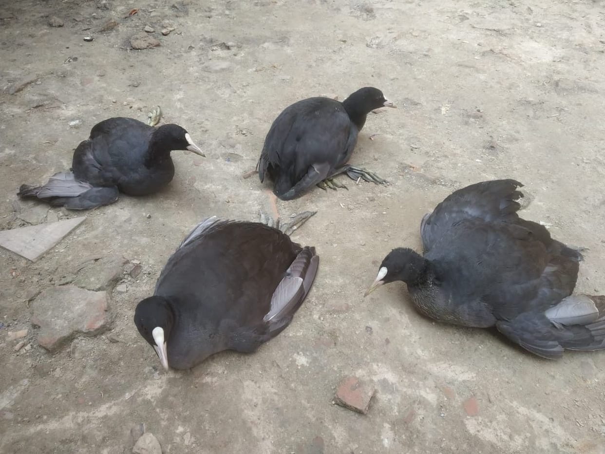 Syberian birds are hunted unimpeded