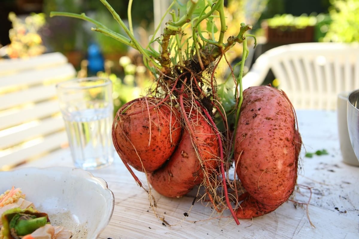 best anti aging food items people must eat after age of 30 to be young