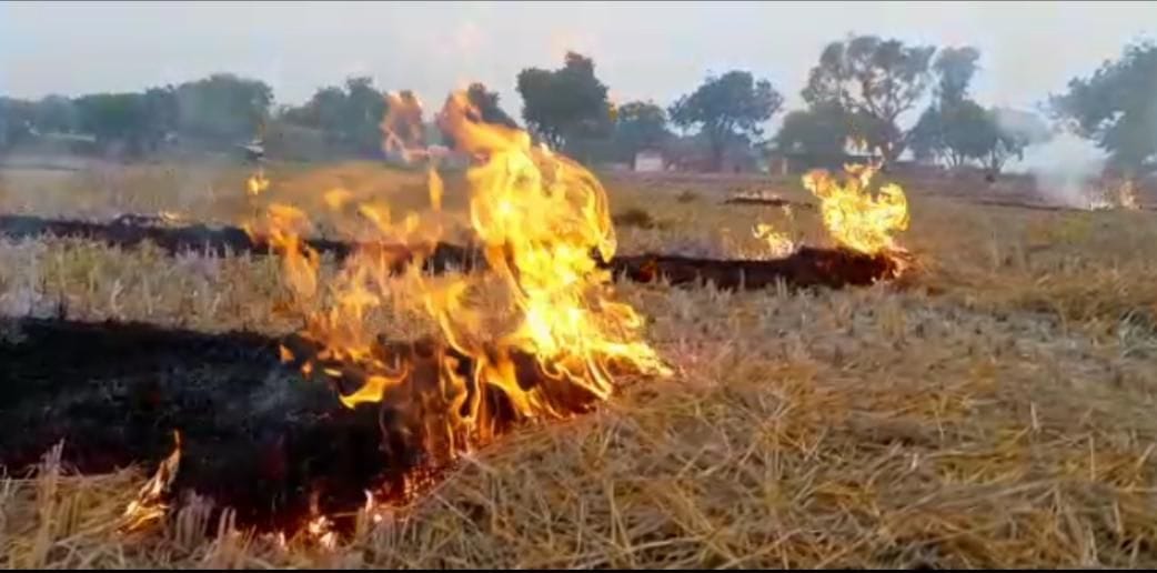 farmers are destroying the parali