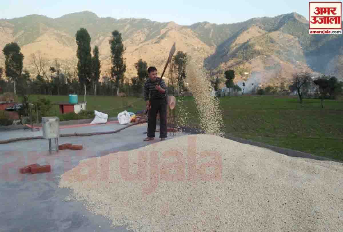 farmers engaged in covering the crop In Poonch after rain and firing stopped