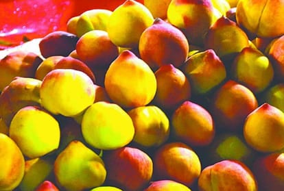 Horticulture department reduced the prices of various fruit plants in himachal