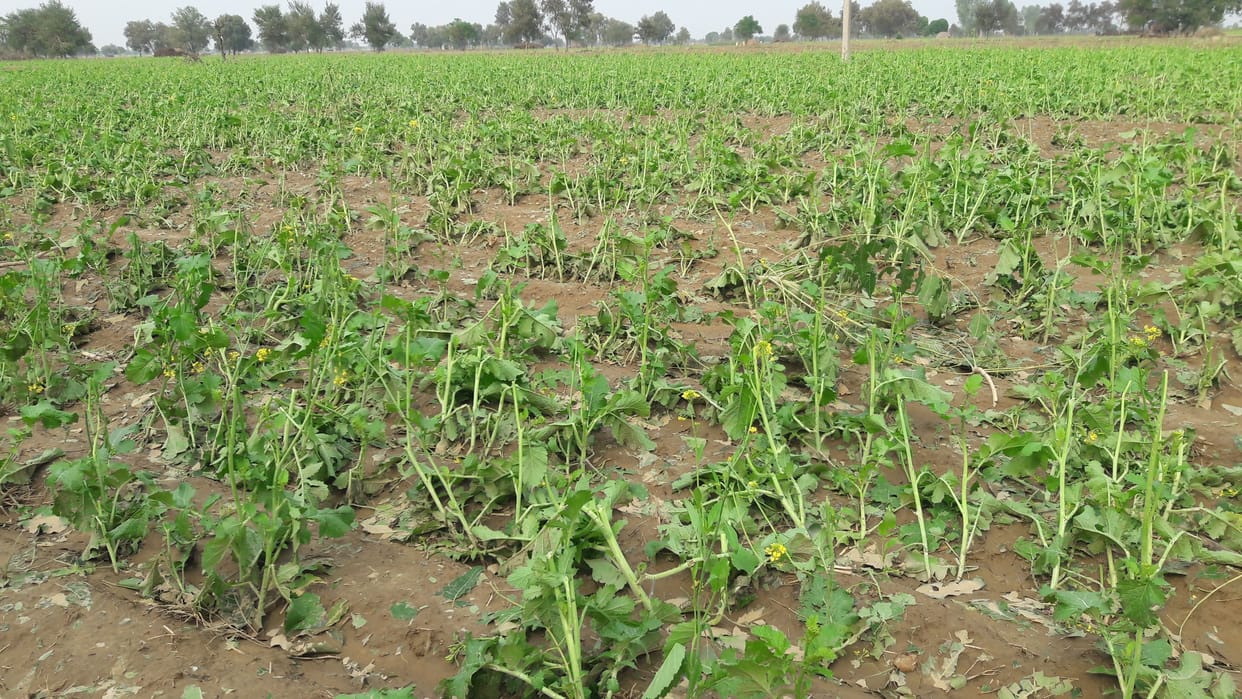 crop was destroyed due to hailstorm and rain, 2250 farmers sought compensation, fatehabad
