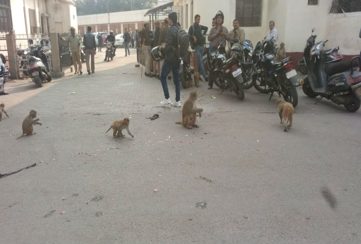 monkeys snatched onion bag in agra