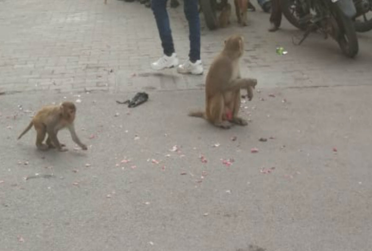 monkeys snatched onion bag in agra