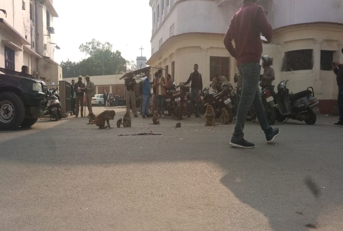 monkeys snatched onion bag in agra