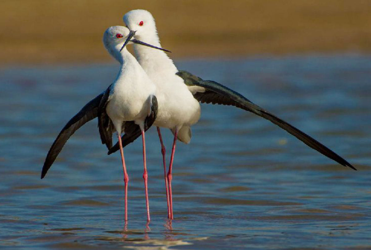 Black winged stilt Bird in Chambal