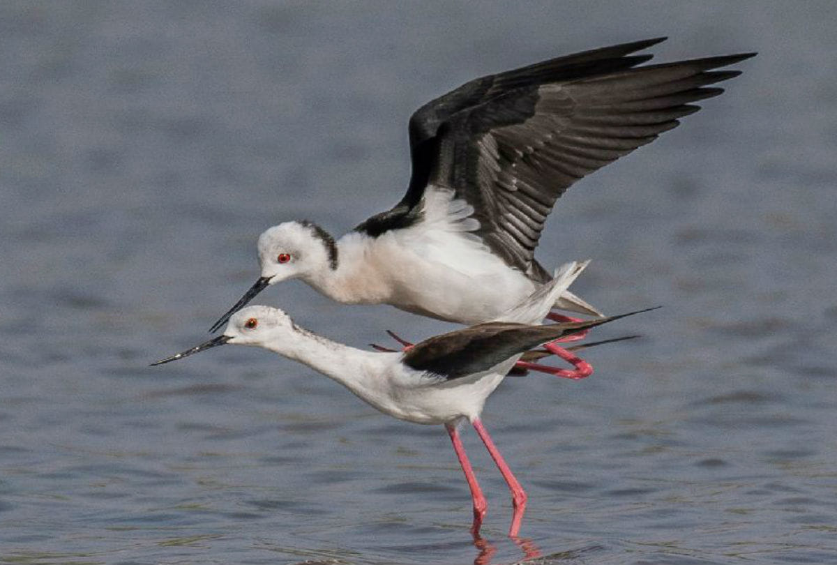 Black winged stilt Bird in Chambal