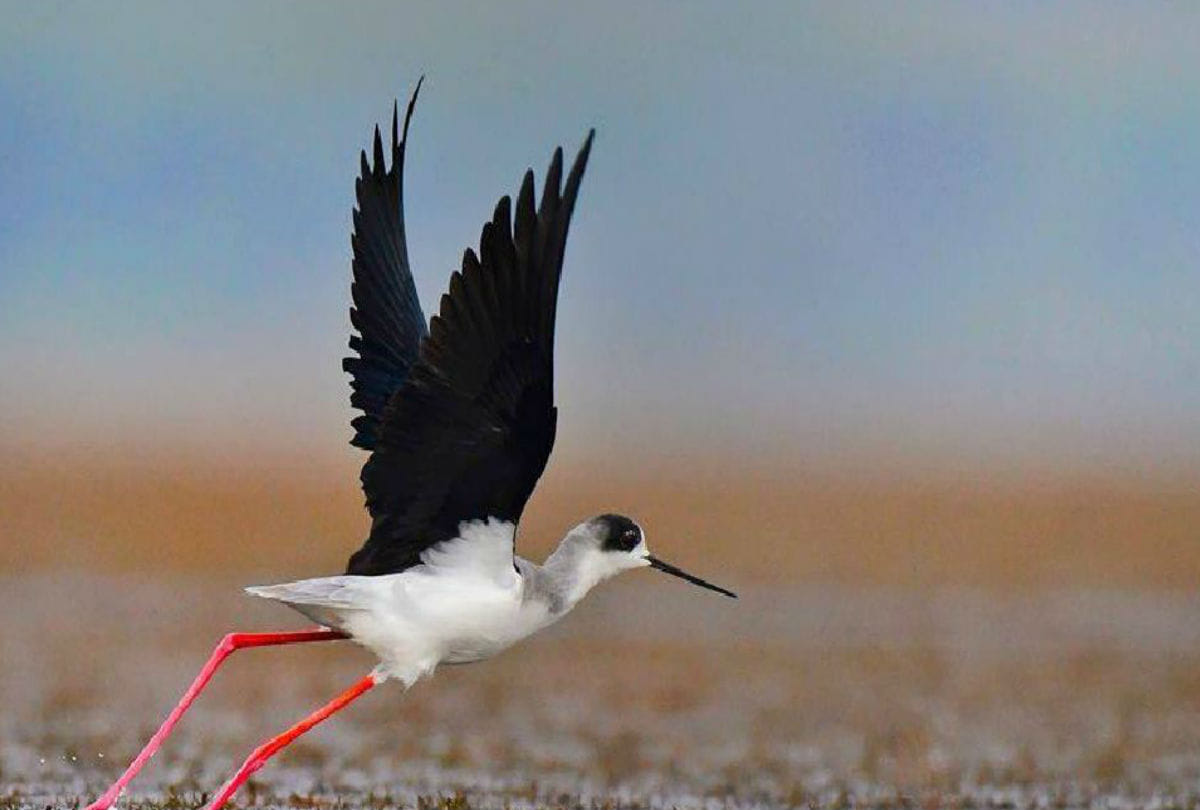 Black winged stilt Bird in Chambal