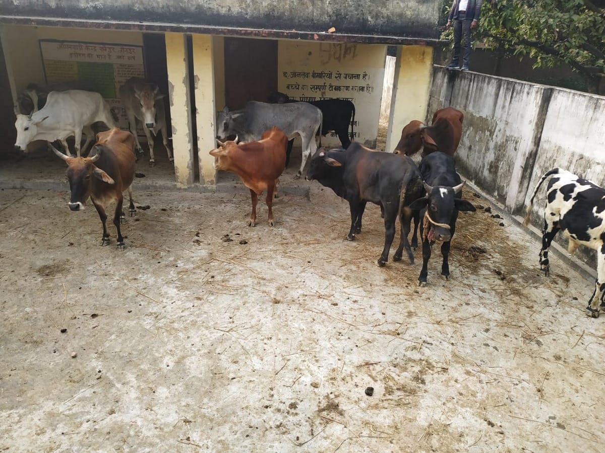 Villagers shut down freely roaming animals in Panchayat Bhavan jaunpur