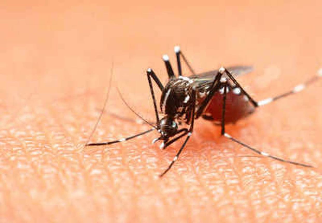 Six people died in kanpur due to dengue