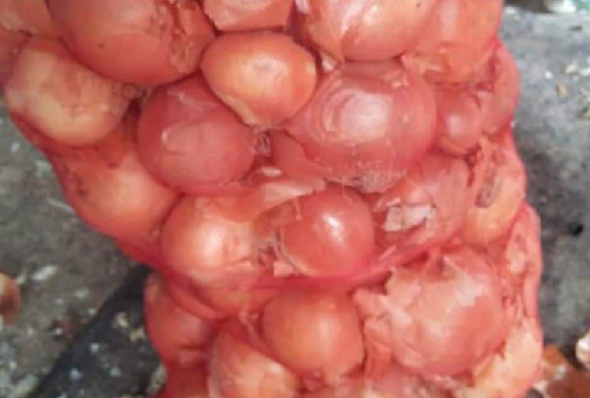 onion supply from afghanistan in lucknow