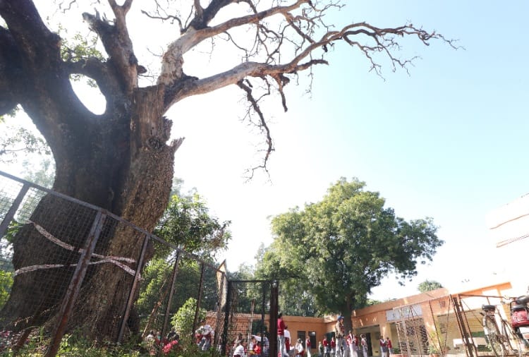 Chandigarh administration careless working regarding dry tree stands in vatika school sector 19