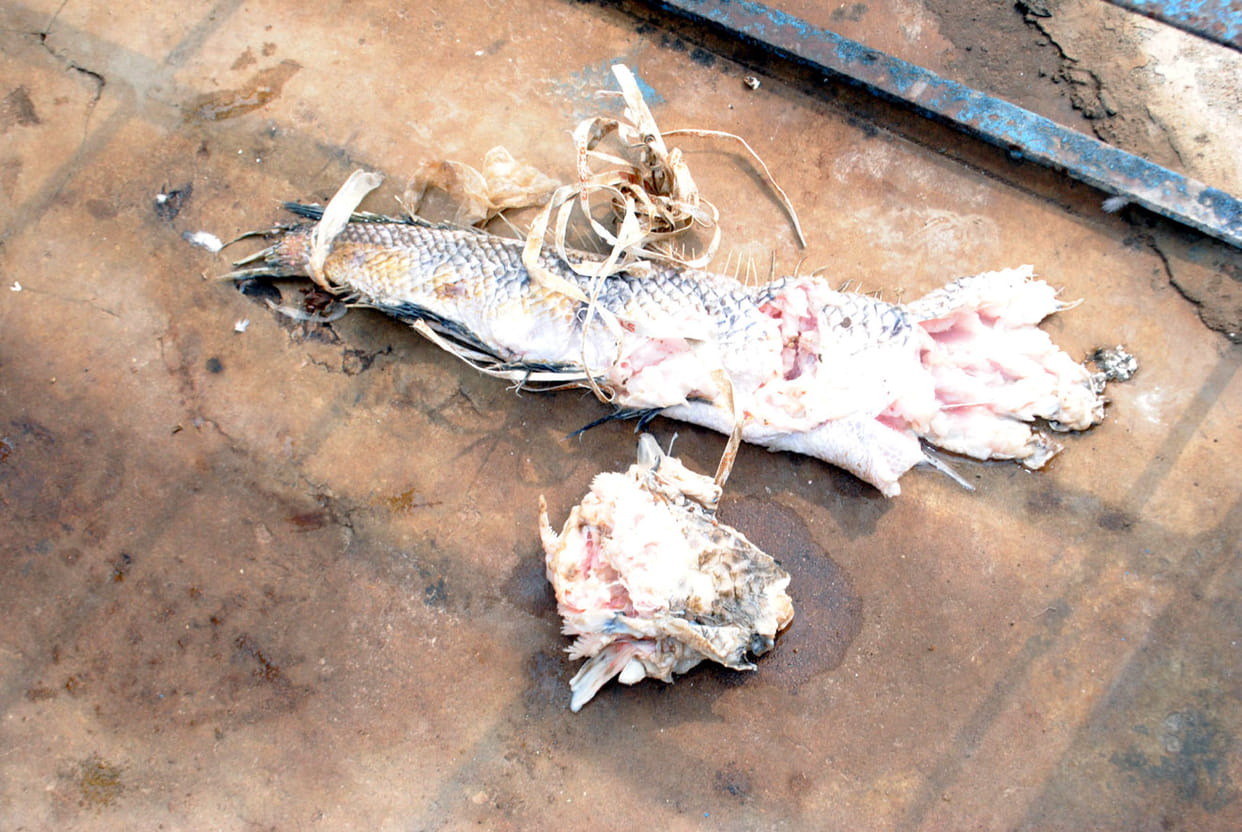Fish trapped in machine, stagnant water supply