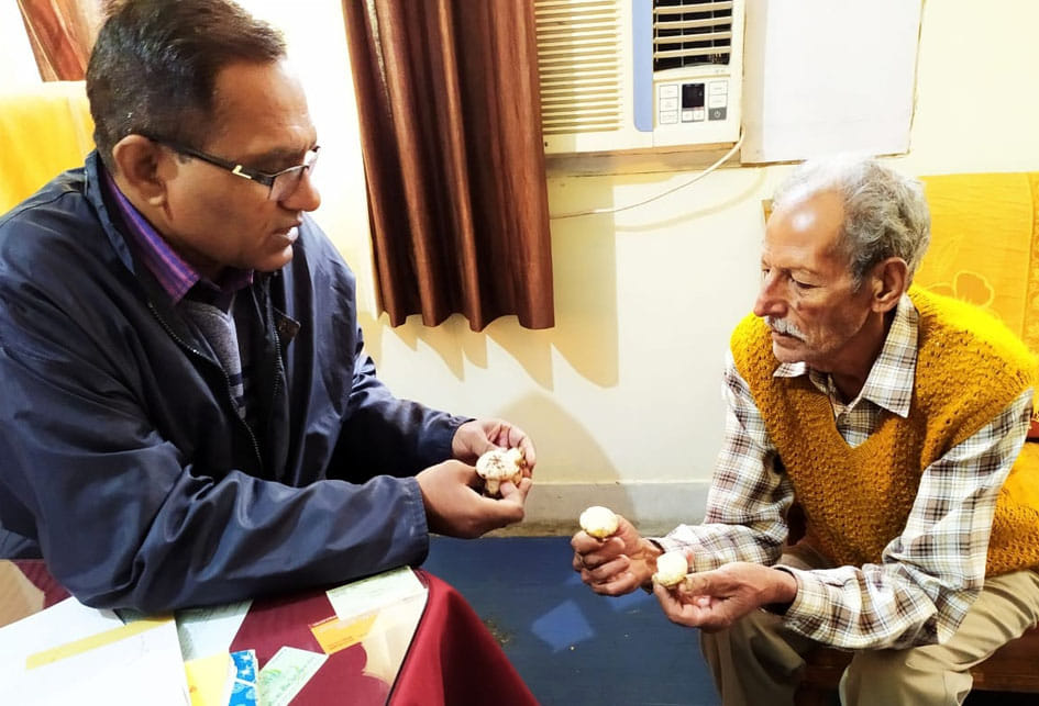 Increasing cold affected mushroom cultivation