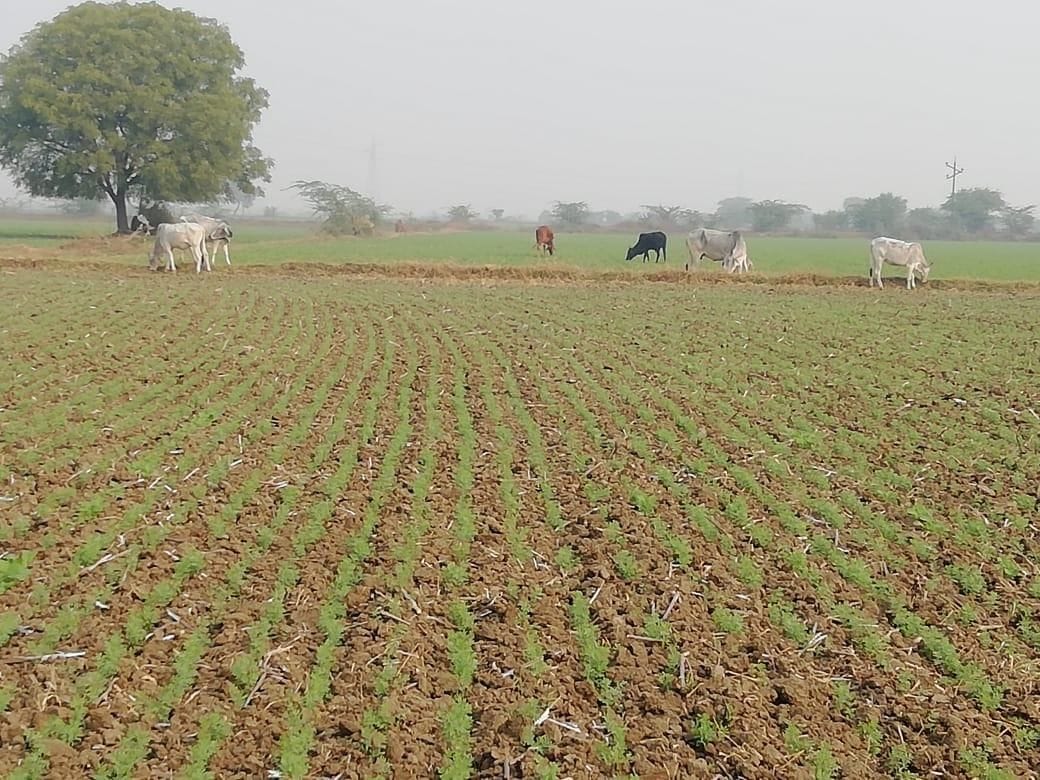 Anna fires 30 bigha crop in Atariya and Kahata