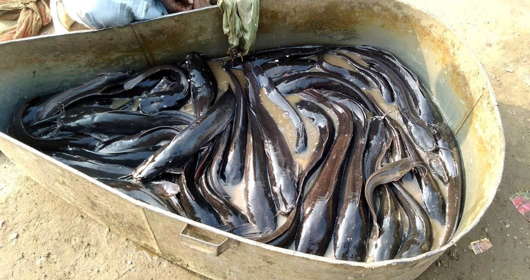 DM imposes ban, Thai fish sold in open
