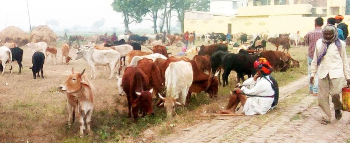 govanshon ko lekar ja rahe raajasthaan ke logon ko pakada