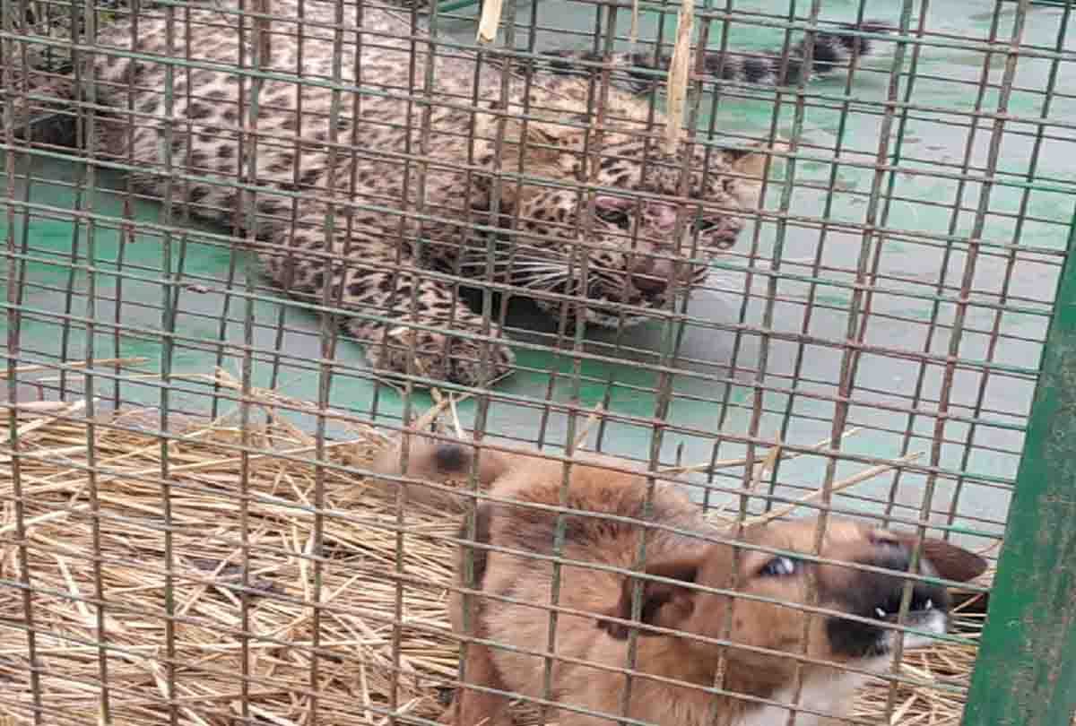 Man eating leopard caughtin kathua jammu kashmir