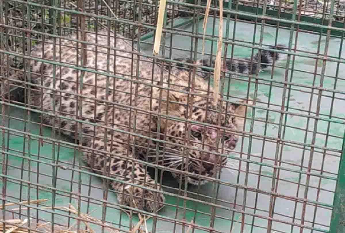 Man eating leopard caughtin kathua jammu kashmir
