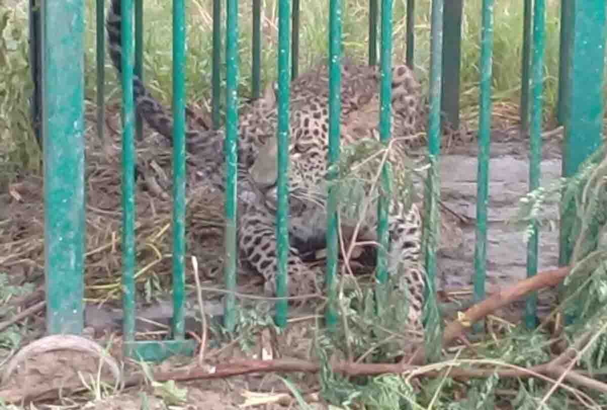 Man eating leopard caughtin kathua jammu kashmir