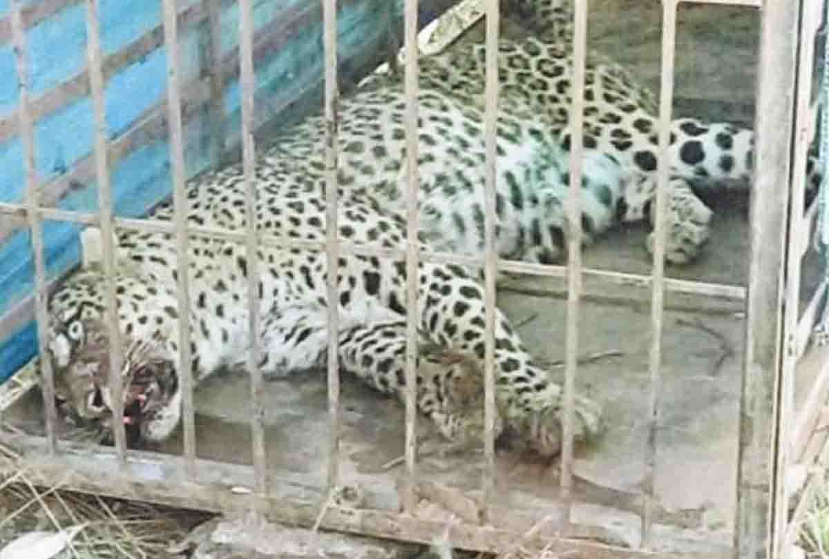 Man eating leopard caughtin kathua jammu kashmir