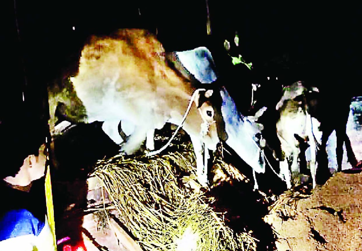 21 cattle recovered from DCM in hardoi, three people arrested
