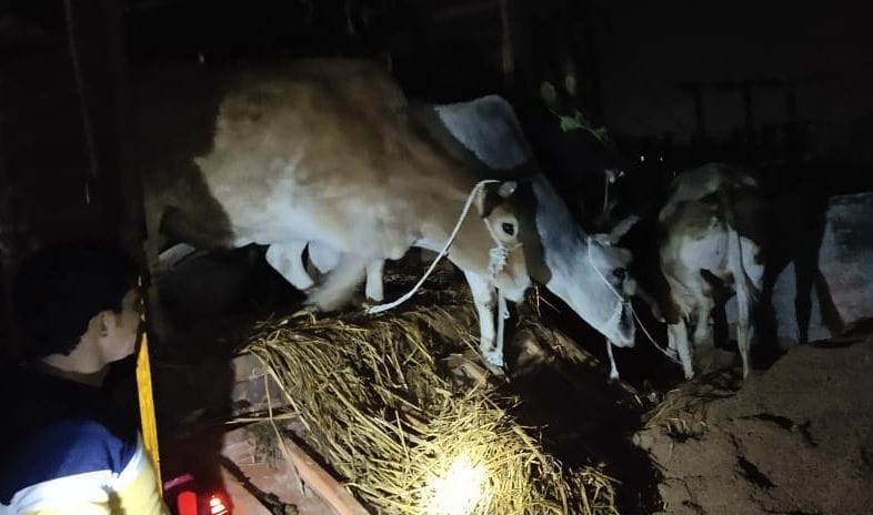 21 cattle recovered from DCM, three arrested