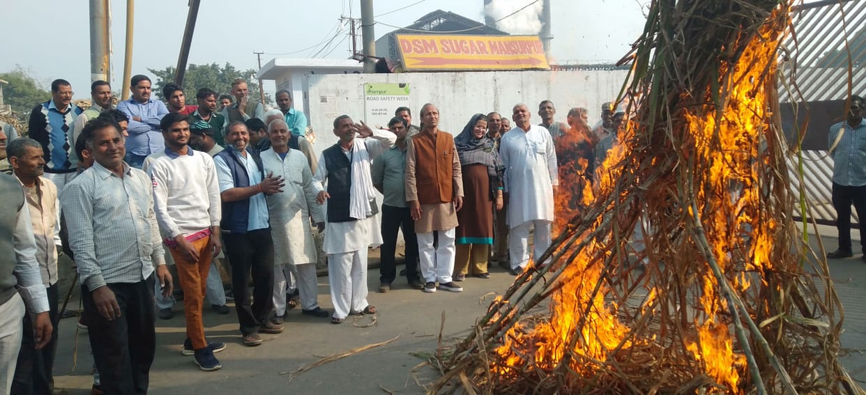 Sugarcane burned at Mansoorpur Mill Gate