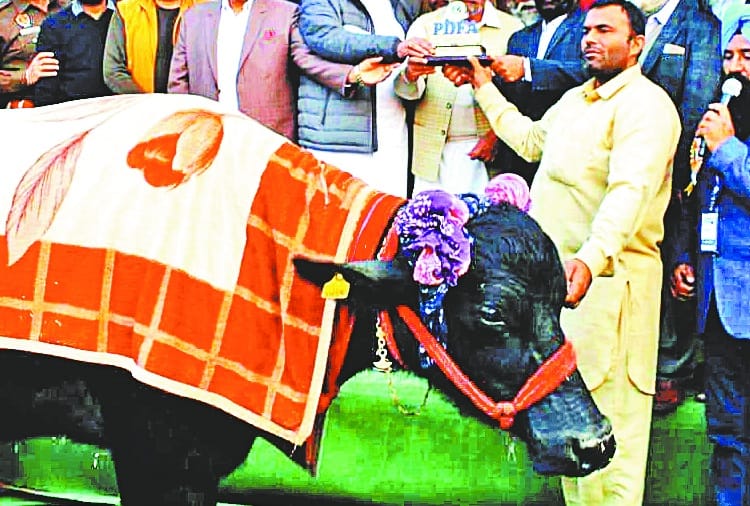 murrah buffalo saraswati world record milk