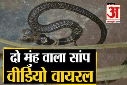 Two headed snake found in West Bengal, species of snake is identified as Naja Kaouthia