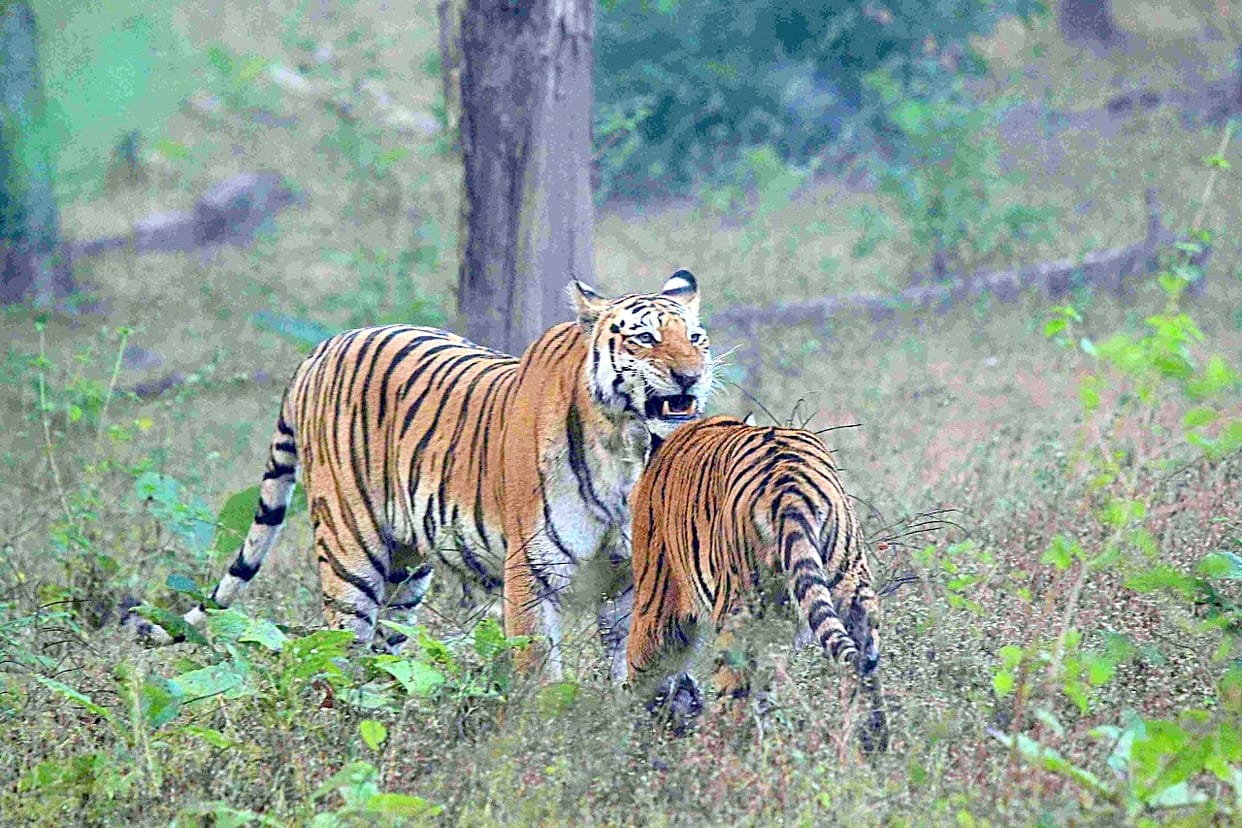 Two Bengal tiger cubs seen in Amangarh range